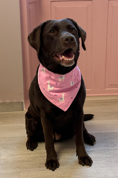 Foto von Frieda, der braunen Labradorhündin